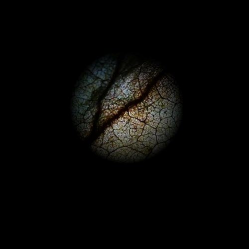 Adam Usi - 10 (2020) [Single]