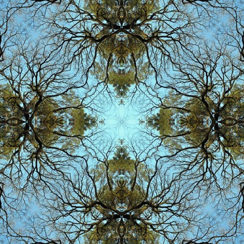 Creation VI - From The Forest Temple (Live) (2012)