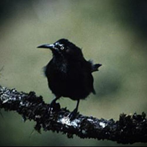 August Angst - Kauai 'O'o (2022) [Single]