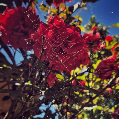 Stonehag - Immaculate Shadow (2025) [Single]