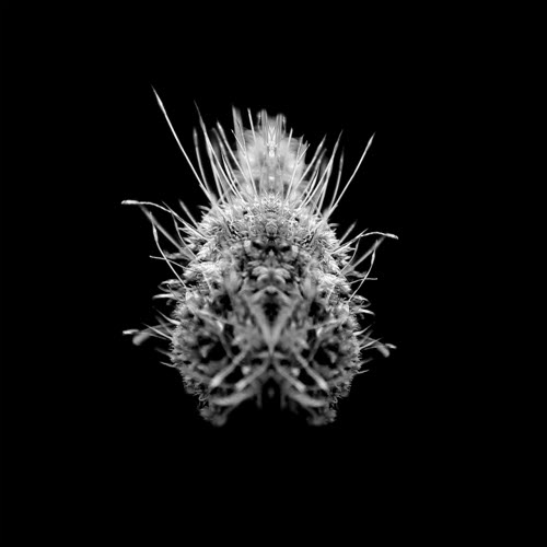 SELM - Tiiier / Post-Adrenaline (2021)
