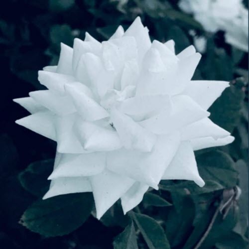 Tsaffire - Blessing (2025) [Single]