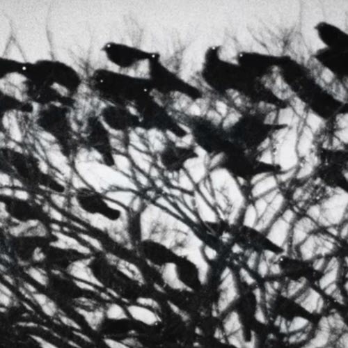 Shelovesmolly - Pretty Lies (2025) [Single]