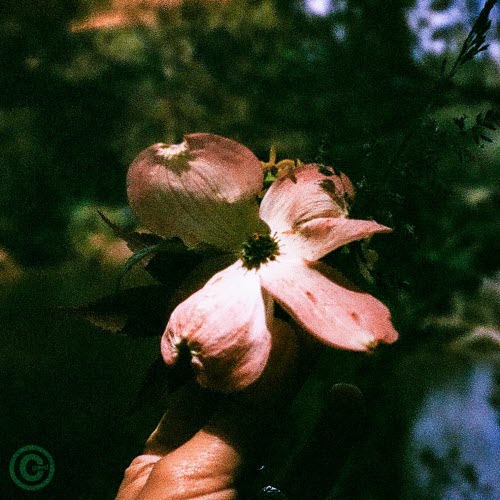 Cold Gawd - Golden Postcard (2025) [Single]