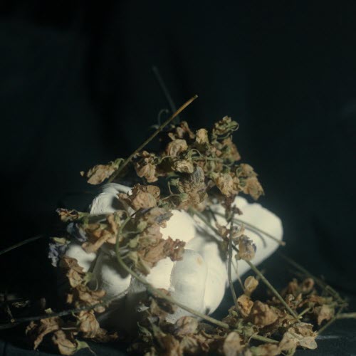 Pain Magazine - Weak And Predatory (2025) [Single]