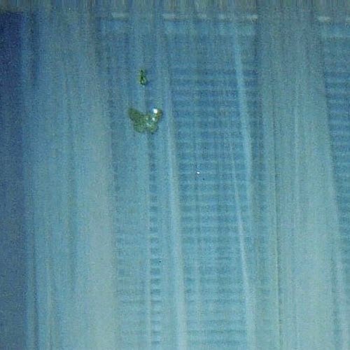 60 Juno - Swell Blue (2024)