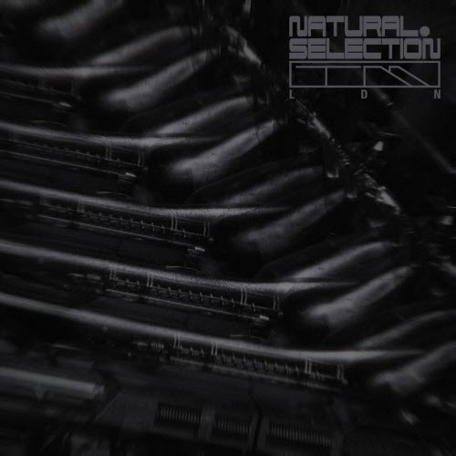 Swarm Intelligence - Radiance (2025) [EP]