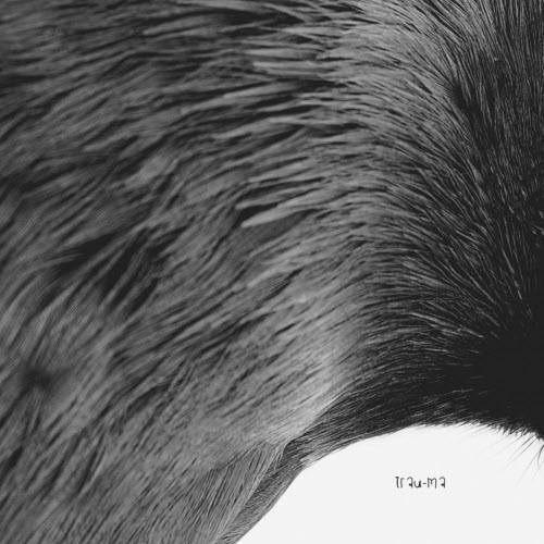 AVCI - Fackel (2021) [EP]