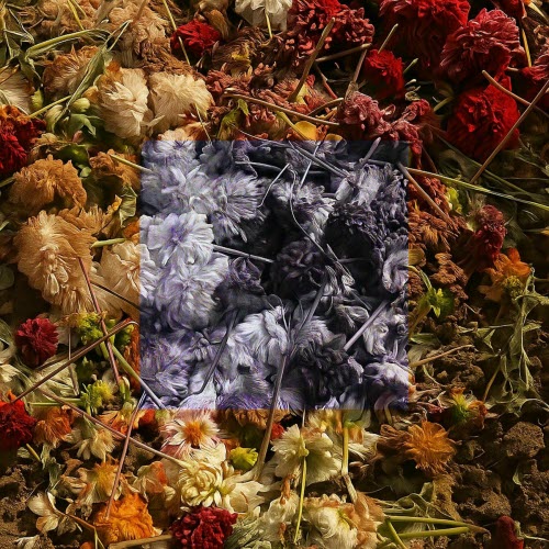 Dark Narrows - Dead Flowers (2025)