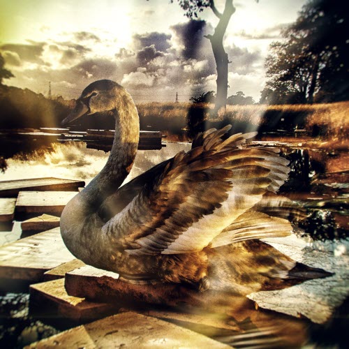 Dissolved - Exposure Fields (2025)