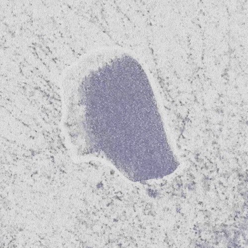 LovelyEddie - Pretty Brown Eyes (2025) [Single]