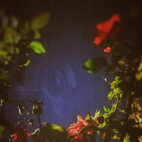 Stonehag - Midnight Flowers (2025)
