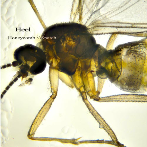 Heel - Honeycomb / Snatch (2024) [Single]
