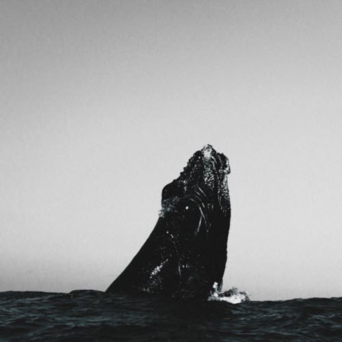 ナース - Floating Whale (2026) [EP]