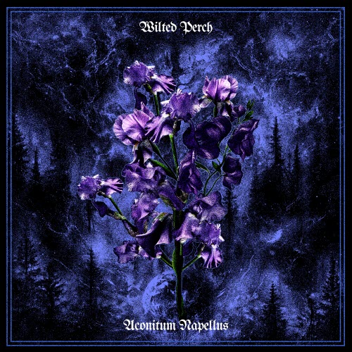 Wilted Perch - Aconitum Napellus (2026)