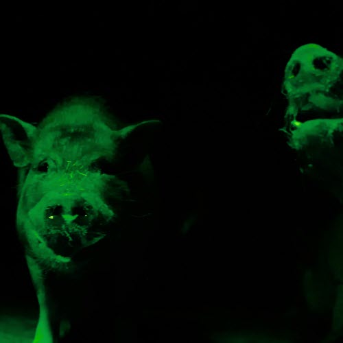 Night Service - Nose To Nose & Eye To Eye (2026) [Single]