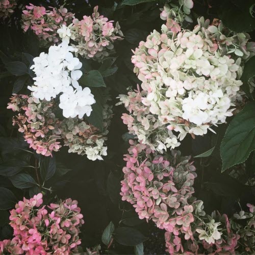 Skull Family - A Field Of Flowers (2026) [Single]