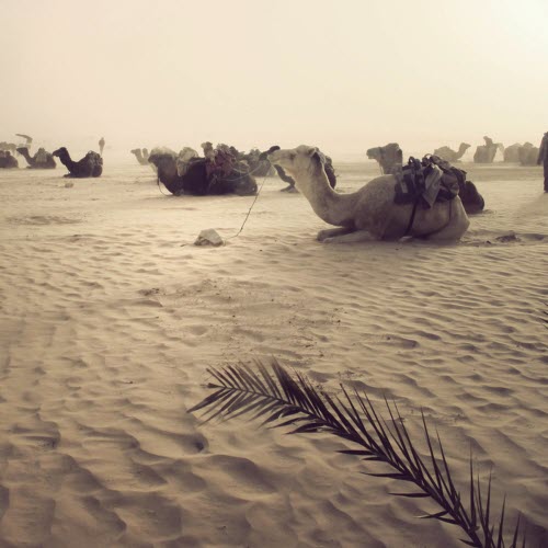 Local Suicide - We Can Go Everywhere (2014) [Single]