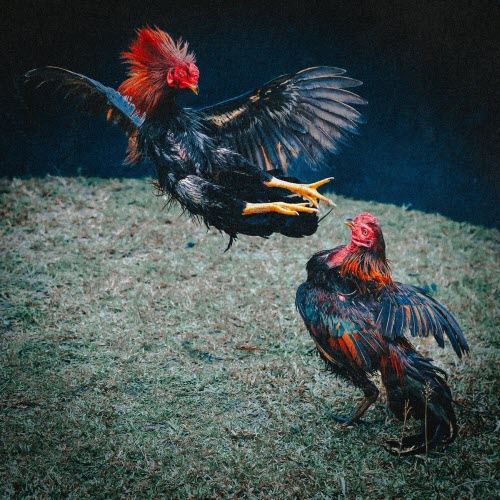 Scorie - Gallodrome (2026) [EP]