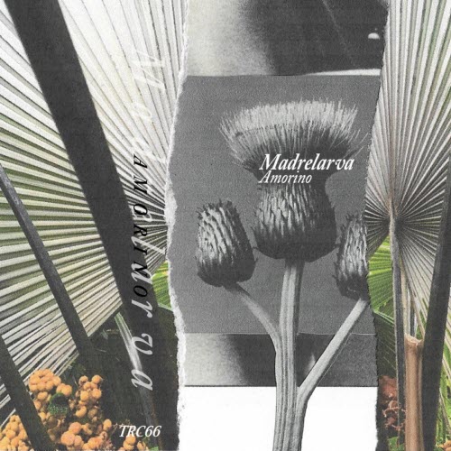 Madrelarva - Amorino (2021)