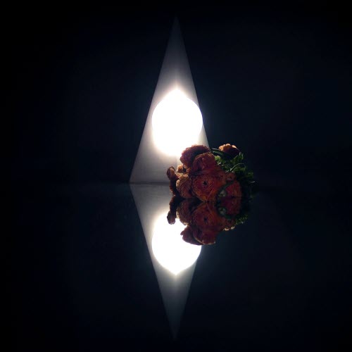 Night Service - Human Behavior (2026) [Single]