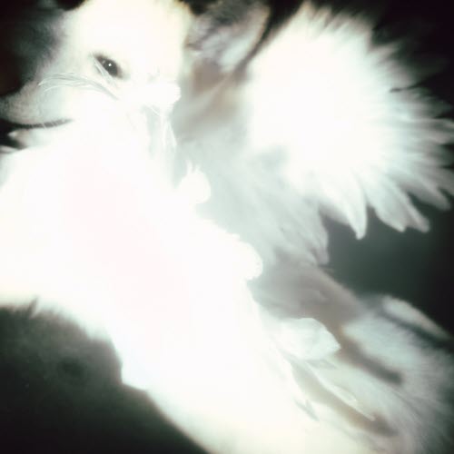 Fat Dog - Go Fuck Urself (2026) [Single]