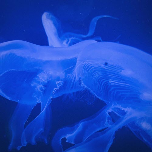 Tio Muerto - Something About Us (2025) [Single]