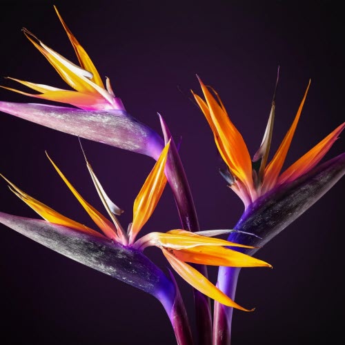 L'Avenue - Exotique (2026) [Single]