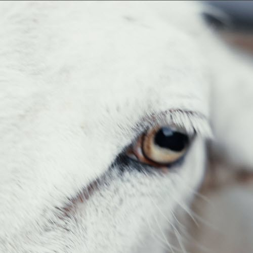 Night Service - Dream For Me (2026) [Single]