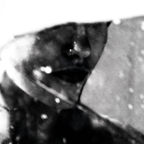 Purgate - Leavings (2026)