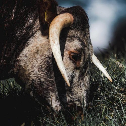 Slow White Fall - Pushing Through A Wall (2020)