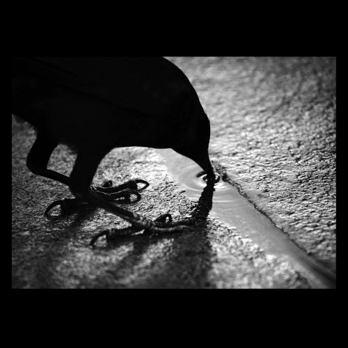 Jesse James Mcclear - Survival Modes (2026) [EP]