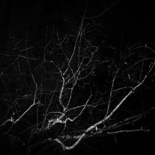 Hxvsfly - Rebirth (2025) [Single]