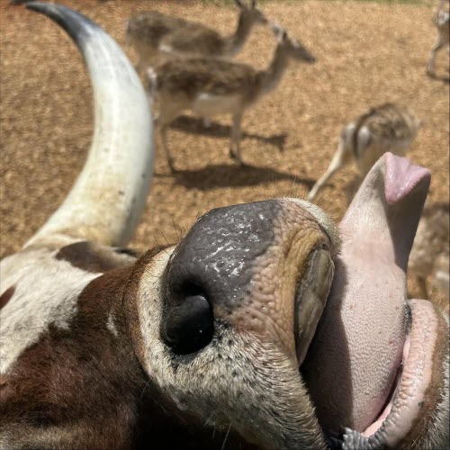 Laura Fisher - Conduit / Traces (2026) [Single]