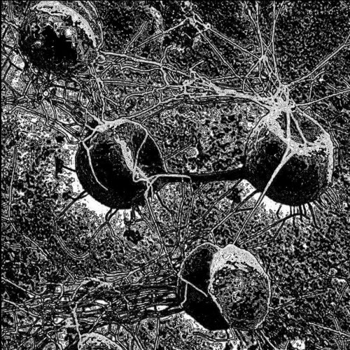 Gavelman - Powehi (2023)